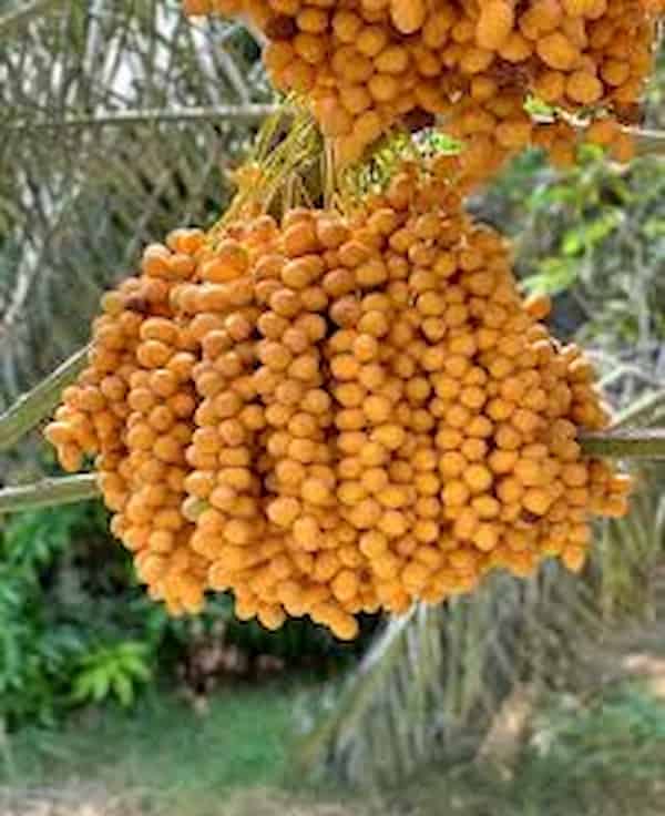راهنمای خرید خرما خارک زرد + قیمت عالی